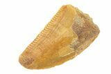 Serrated, Raptor Tooth - Real Dinosaur Tooth #268697-1